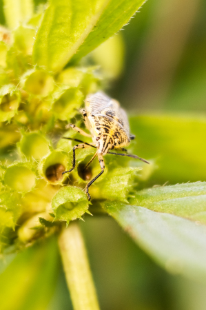 a bee collecting nectar on flowerの写真素材