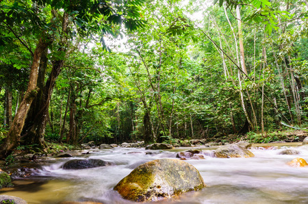 River stream with smooth flowing water in tropical rain forestの写真素材
