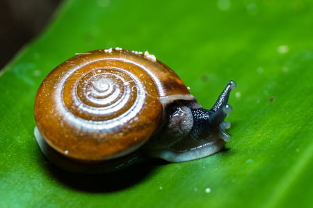 snail in the forest on the green leaf. Selective focusの写真素材