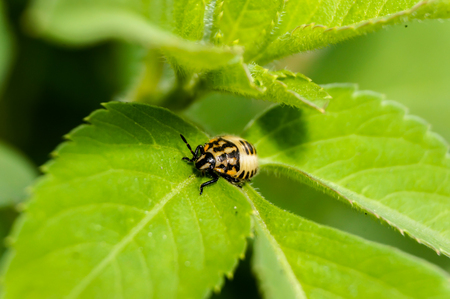 ladybird on leaf