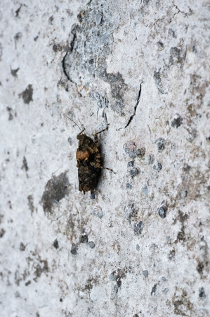 close up of grasshopper