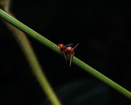 couple of bees mating on a green leafの写真素材