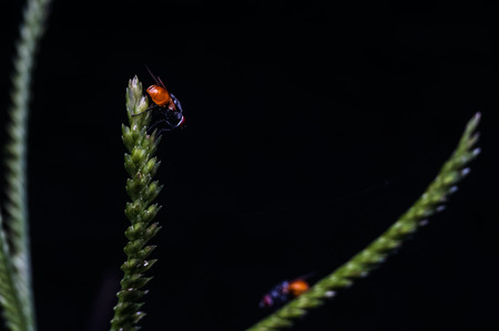 common house fly on a green leafの写真素材