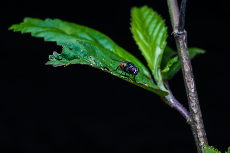 common house fly on a green leafの写真素材