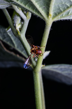 close up of beeの写真素材