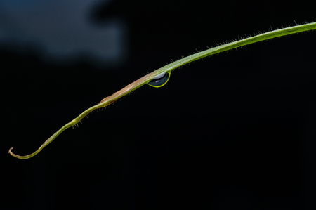 close up of dew drop on green grassの写真素材