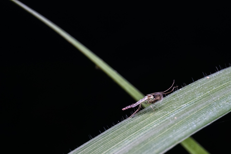 close up of mosquito stand on green grassの写真素材