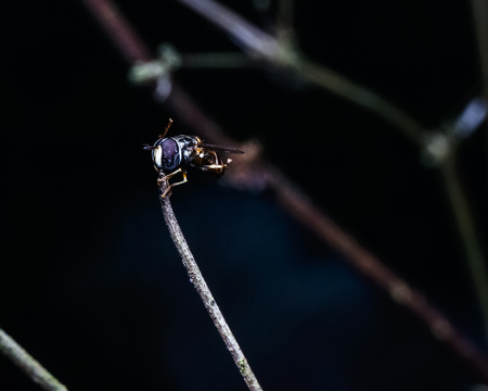 close up of common house fly on leaf