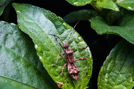 close up of giant ant standing on green leafの写真素材
