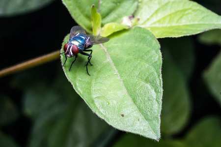 close up of common house fly on leafの写真素材