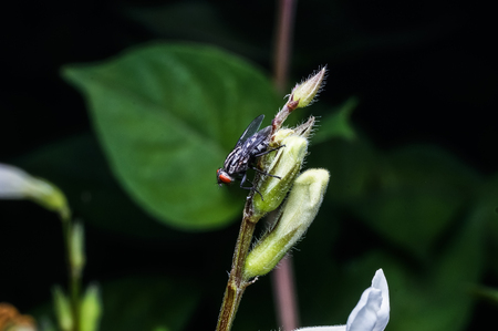 close up of common house fly on leafの写真素材