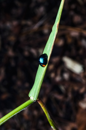 close up of black beetle standing on grassの写真素材