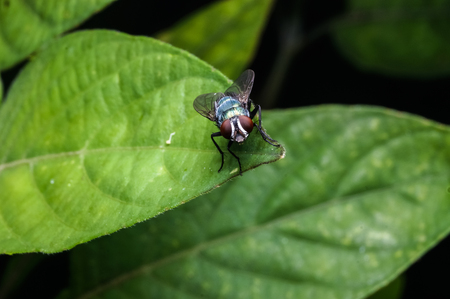 close up of Greenbottle fly on leafの写真素材