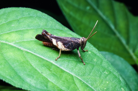 close up of grasshopper standing on green leafの写真素材