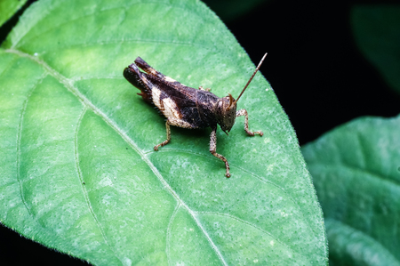 close up of grasshopper standing on green leafの写真素材