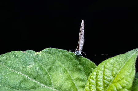 close up of butterfly standing on green leafの写真素材