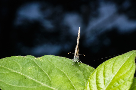close up of butterfly standing on green leafの写真素材