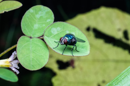 close up view of fly