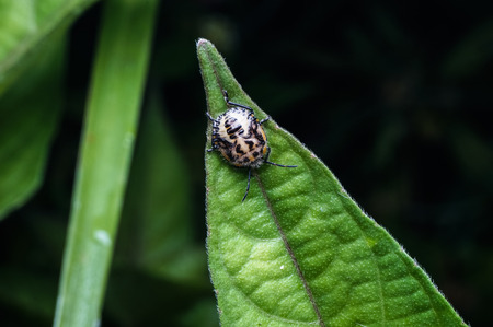 close up of orange beetle