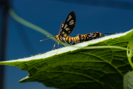 couple of bees mating on a green leaf