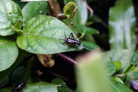 close up view of cricket
