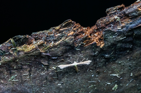 close up view of white butterfly at the woodの写真素材