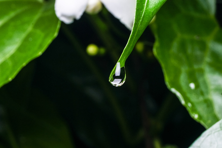 close up of dew drop at the forestの写真素材