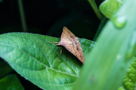 close up shot of butterflyの写真素材