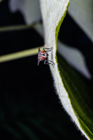 close up shot of fly