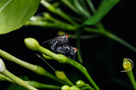 couple of flies matingの写真素材