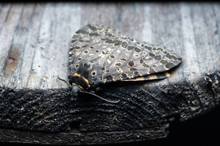 black butterfly on the stoneの写真素材