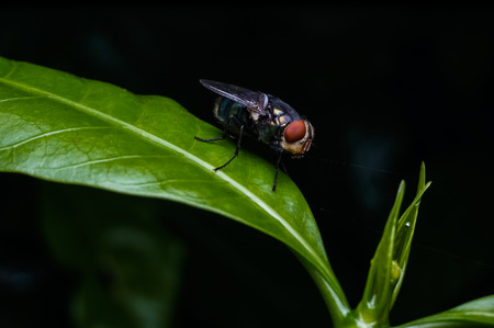 close up view of fly