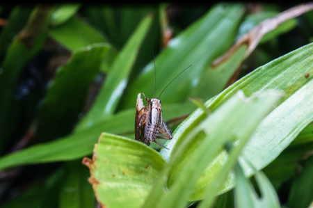 close up view of cricketの写真素材