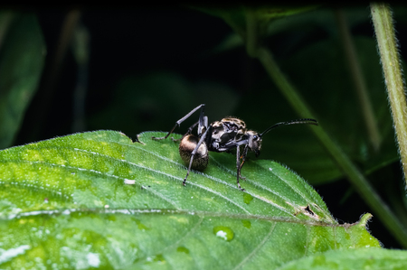 black giant ant on the green leafの写真素材