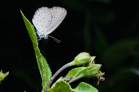 close up shot of butterflyの写真素材