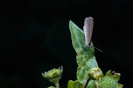 close up shot of butterflyの写真素材