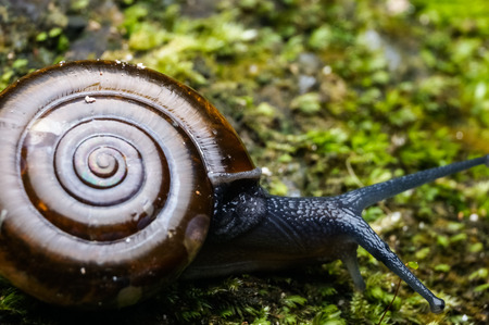 close up shot of snail