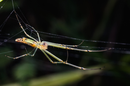 close up shot of lynx spiderの写真素材