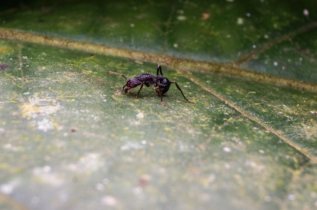 close up shot of black antの写真素材