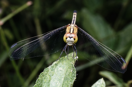 close up shot of dragonflyの写真素材