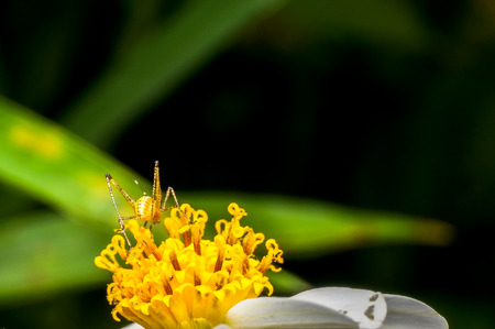 cricket on flowerの写真素材