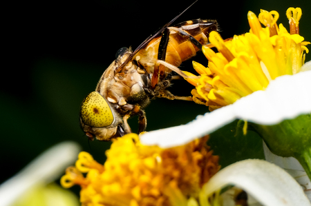 Hoverflies are hovering or sucking nectar at flowers