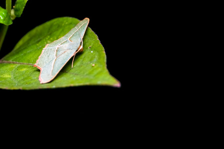 butterfly on leafの写真素材