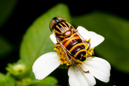 Hoverflies are hovering or sucking nectar at flowersの写真素材