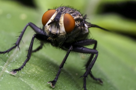 common house fly