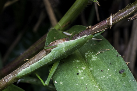 grasshopper on the grass