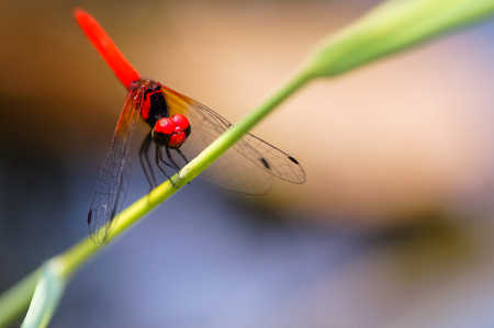 close up shot of dragonflyの写真素材