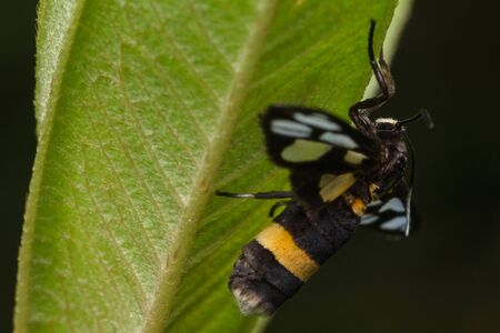 closeup view of tiger grass borer moth in natureの写真素材
