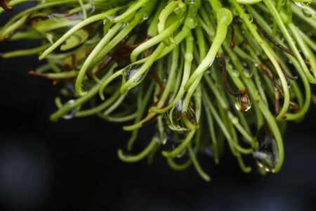 Beautiful water drop on leaf at nature close-up macroの写真素材