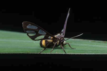 closeup view of tiger grass borer moth in natureの写真素材